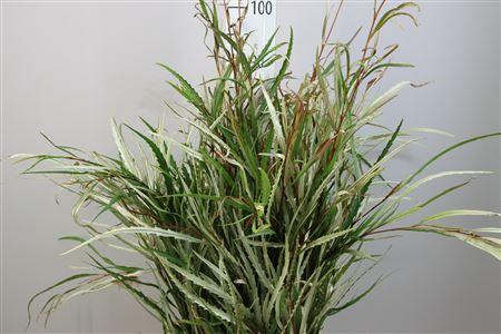 <h4>Deco Gr Grevillea Naturel</h4>