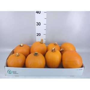 Cucurbita max. 'Halloween'