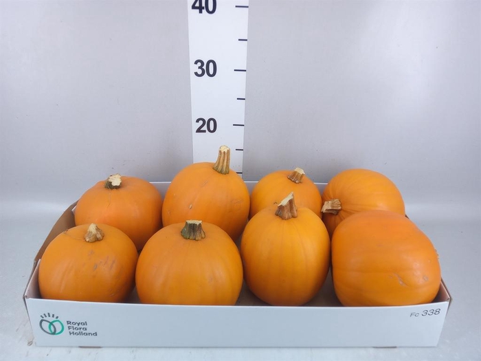 <h4>Cucurbita max. 'Halloween'</h4>