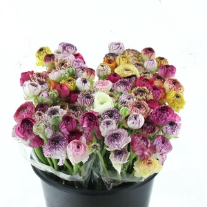 Ran El Stripe Mix Extra