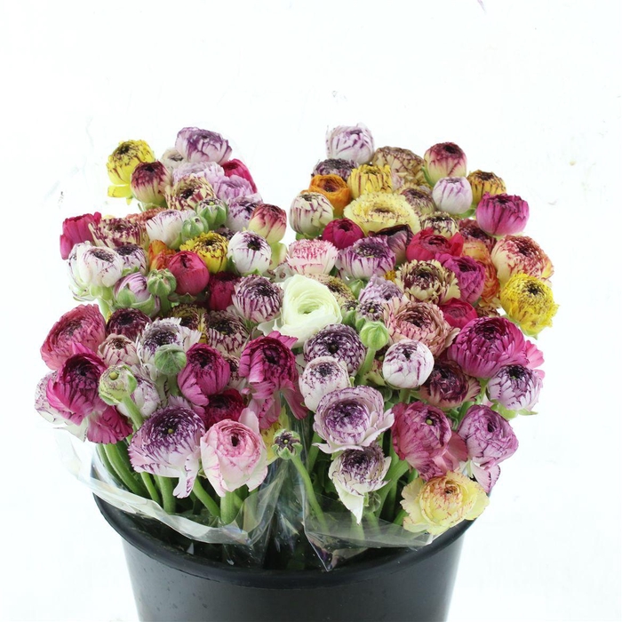 <h4>Ran El Stripe Mix Extra</h4>