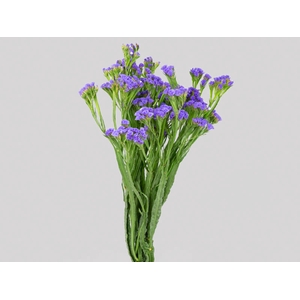 LIMONIUM SINZII BLUEISH 070 CM