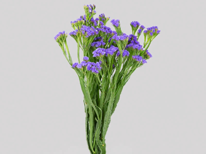 <h4>LIMONIUM SINZII BLUEISH 070 CM</h4>