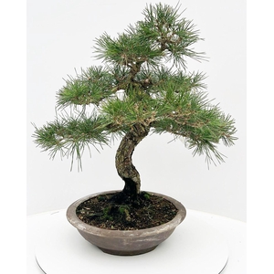 Pinus parviflora, 32cm, height 65cm. (single item)