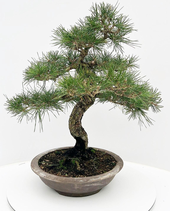 <h4>Pinus parviflora, 32cm, height 65cm. (single item)</h4>