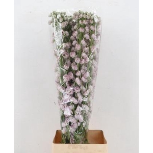 DELPH DU DEWI PINK SPIJKER