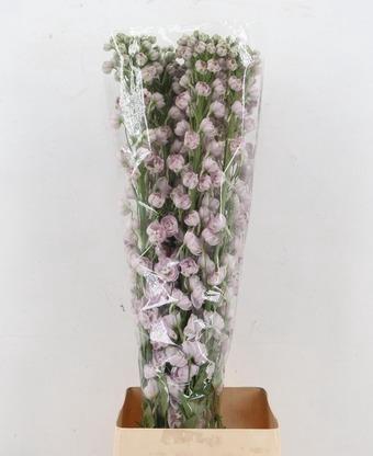 <h4>DELPH DU DEWI PINK SPIJKER</h4>