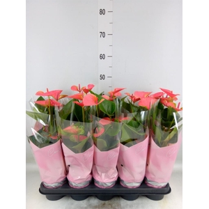 Anthurium andr. 'Sweet Dream'