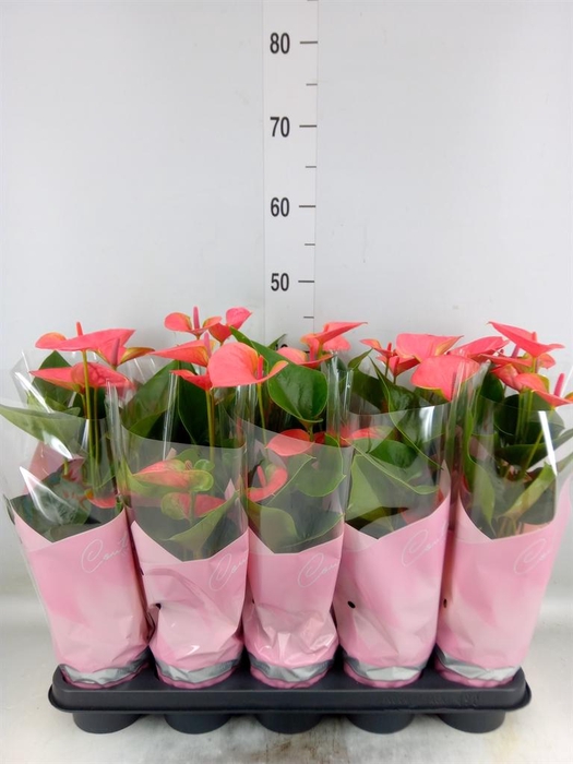 <h4>Anthurium andr. 'Sweet Dream'</h4>
