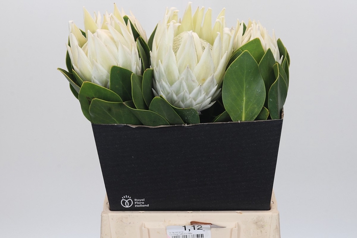 <h4>Protea Cyn. Ayoba Arctic Ice</h4>