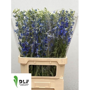 Delph En Volkerfried