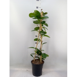 Hoya australis