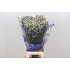 Limonium White Diamond