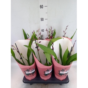 Burrageara  'Barrocco Red'