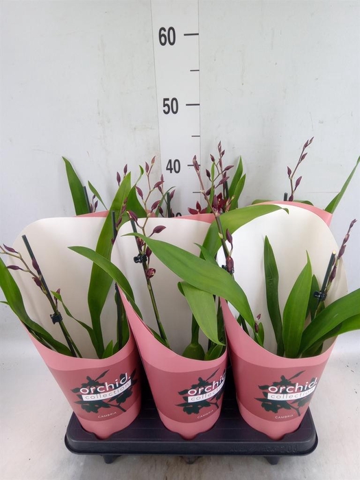 <h4>Burrageara  'Barrocco Red'</h4>