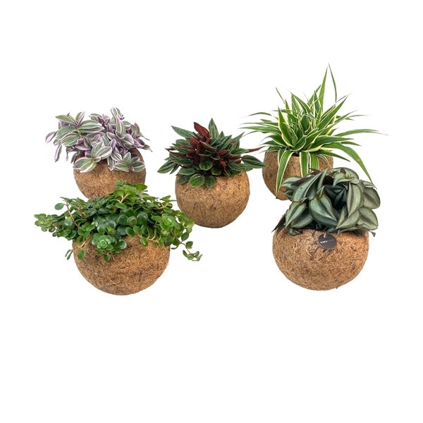 <h4>Kokodama 15 cm Green Smit Collection (No String)</h4>