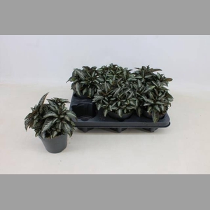 PILEA SPR SILV TREE