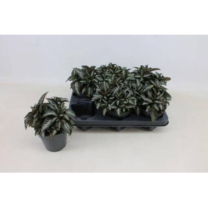PILEA SPR SILV TREE