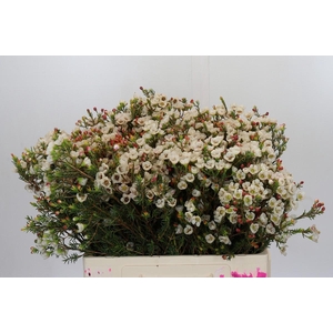 Chamelaucium Moonlight Delight