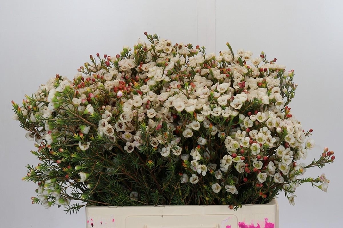 <h4>Chamelaucium Moonlight Delight</h4>