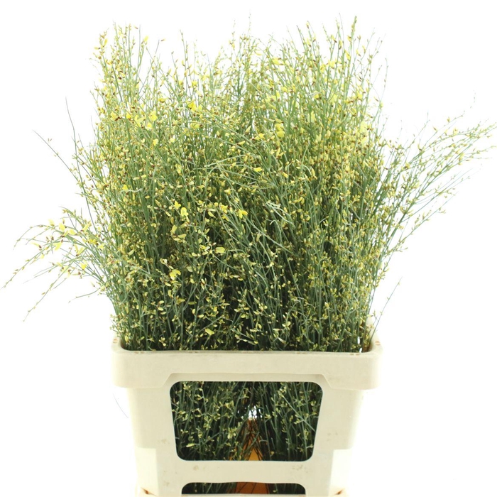 <h4>Ginster Yellow P Bunch 200gram</h4>