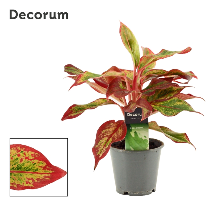 <h4>Aglaonema Red Fire</h4>