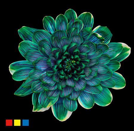 <h4>Chr T Altaj Sweden</h4>