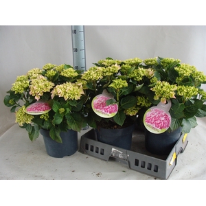 Hydrangea mac.   ...