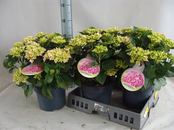 <h4>Hydrangea mac.   ...</h4>
