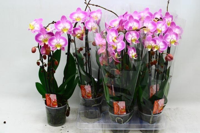 <h4>PHAL EL CASCADE</h4>