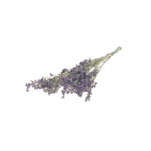 .Limonium nat.purple