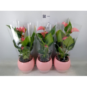 Anthurium  'Karma Pink'