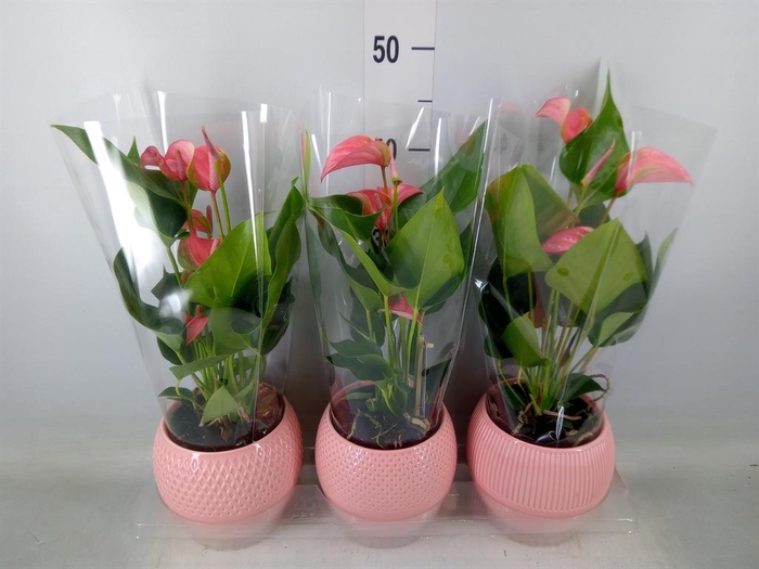 <h4>Anthurium  'Karma Pink'</h4>