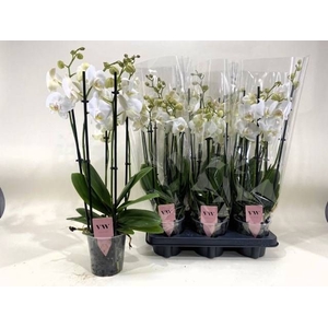 PHAL AN INVERNESS