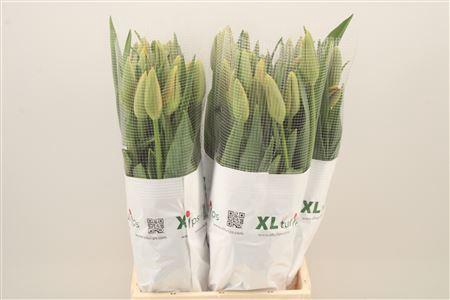 <h4>Tu Fr En Avignon</h4>