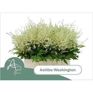 Astilbe Wasingthon White