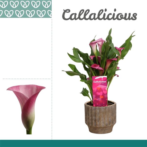 <h4>Zantedeschia Roze in Ompot Jane LOVE</h4>