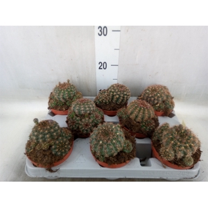 Parodia mammulosa