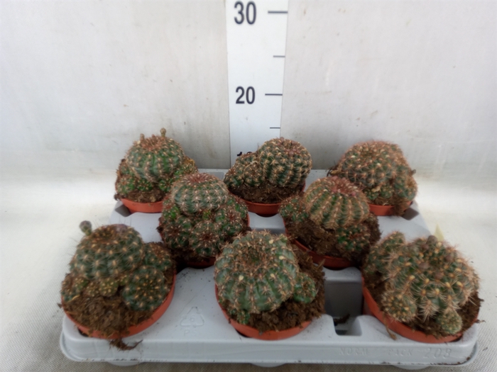 <h4>Parodia mammulosa</h4>