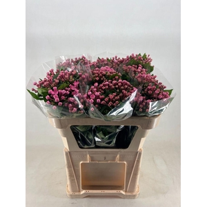 Bouvardia si royal sweet lady