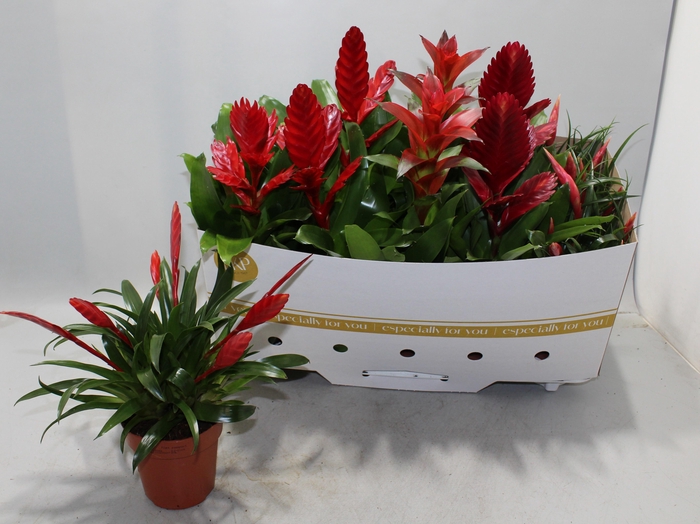 <h4>Bromelia Gem</h4>