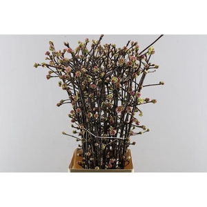 Vibur Bodn Ch Lamont