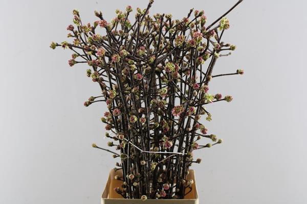 <h4>Vibur Bodn Ch Lamont</h4>