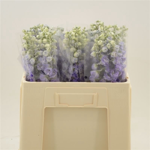 Delphinium Purple Heart