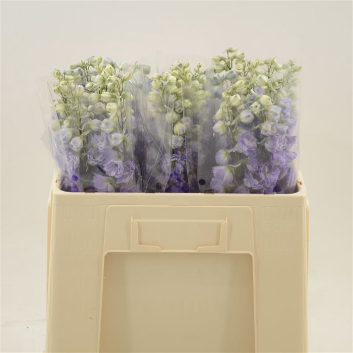 <h4>Delphinium Purple Heart</h4>