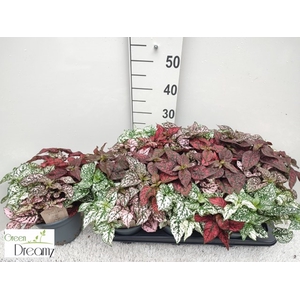 Hypoestes phyllostachya mixed 17Ø 30cm