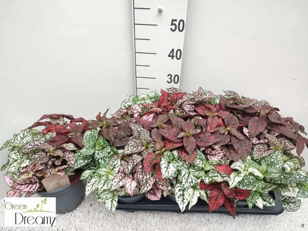 Hypoestes phyllostachya mixed 17Ø 30cm