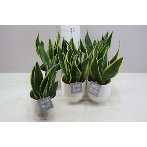 Sansevieria Tr Futura Superba Liv Keramiek