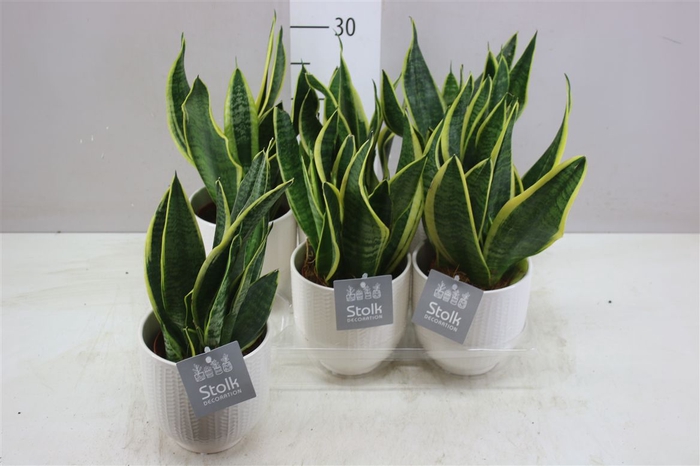 <h4>Sansevieria Tr Futura Superba Liv Keramiek</h4>