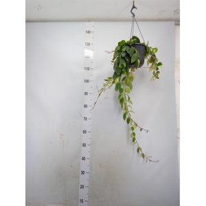 Aeschynanthus lobb. 'Variegatus'